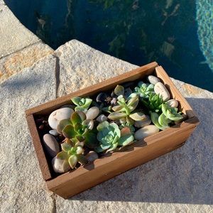 Wooden Succulent Box
